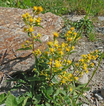 Image de Solidago virgaurea subsp. minuta (L.) Arcangeli