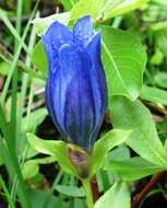 Image of Bog Gentian