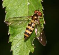 Image of Banded Meliscaeva