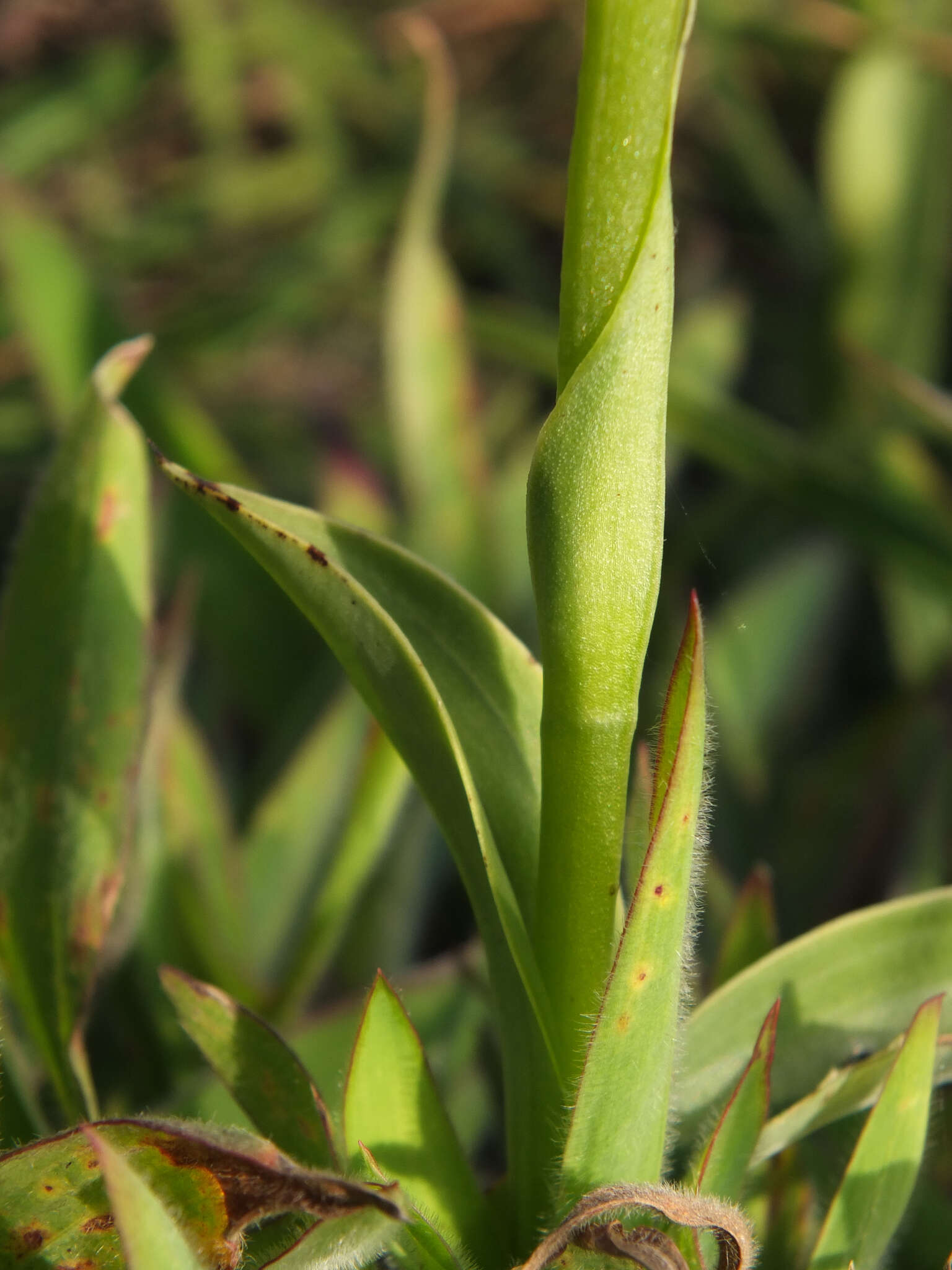 Plancia ëd Habenaria cephalotes Lindl.