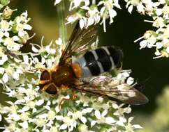 Image of Leucozona glaucia (Linnaeus 1758)