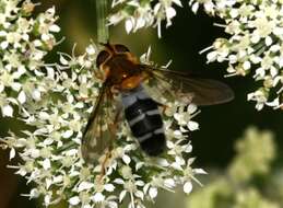 Leucozona glaucia (Linnaeus 1758) resmi