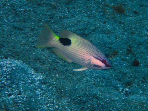 Image of Blackspot wrasse