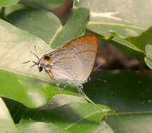 Image of Hypolycaena erylus teatus Fruhstorfer 1912