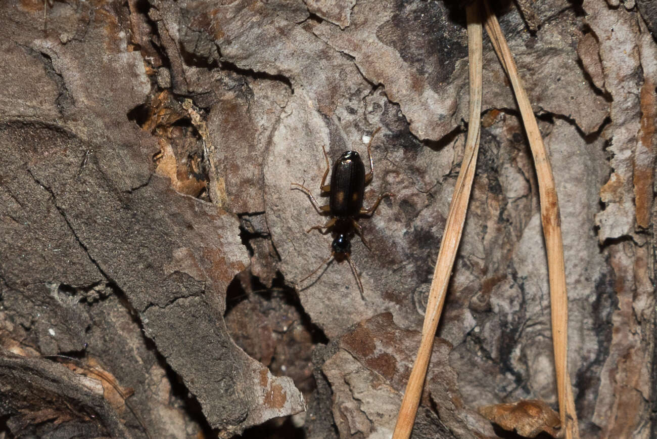 Слика од Dromius (Dromius) fenestratus (Fabricius 1794)