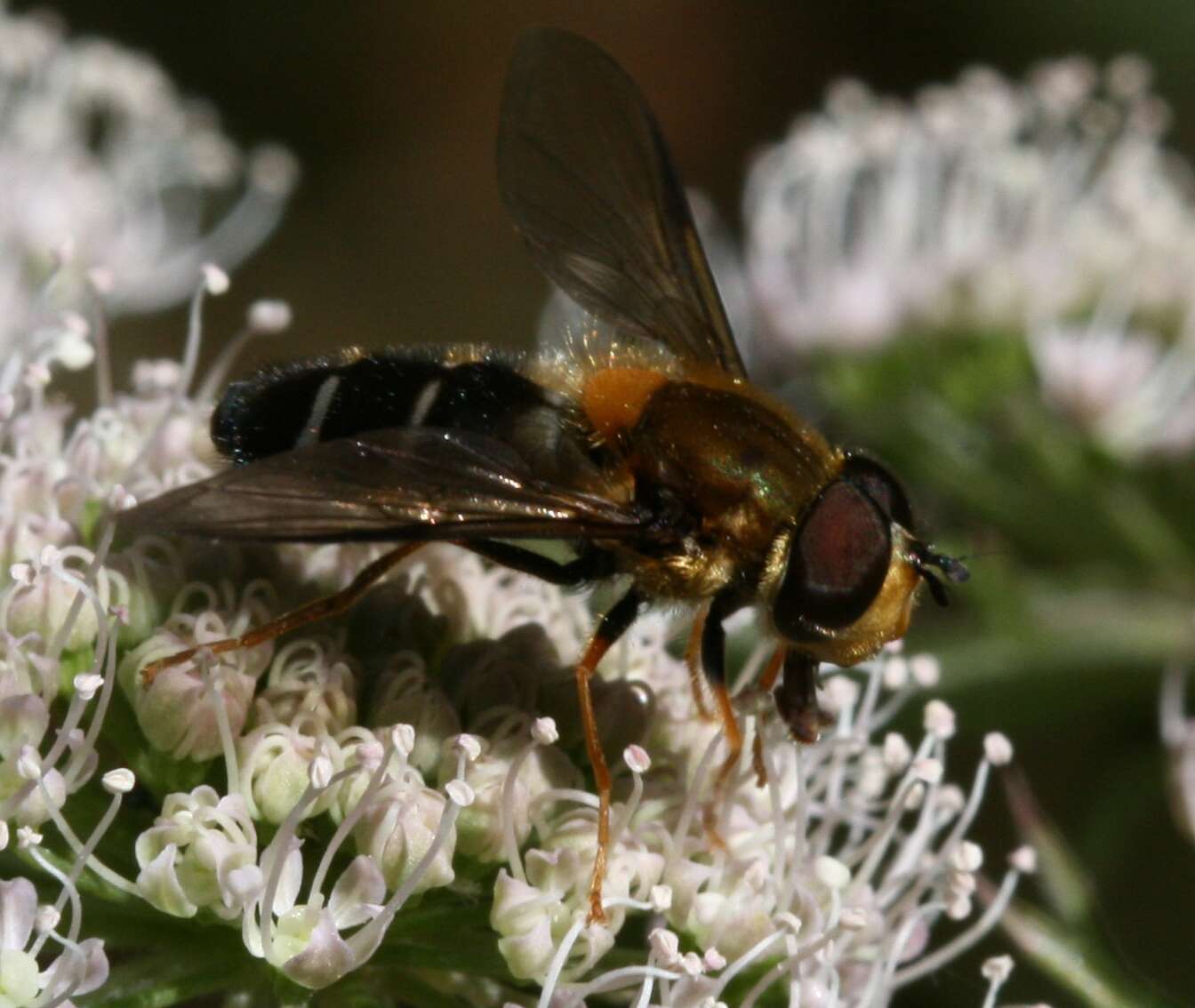 Leucozona glaucia (Linnaeus 1758) resmi