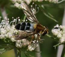 Leucozona glaucia (Linnaeus 1758) resmi