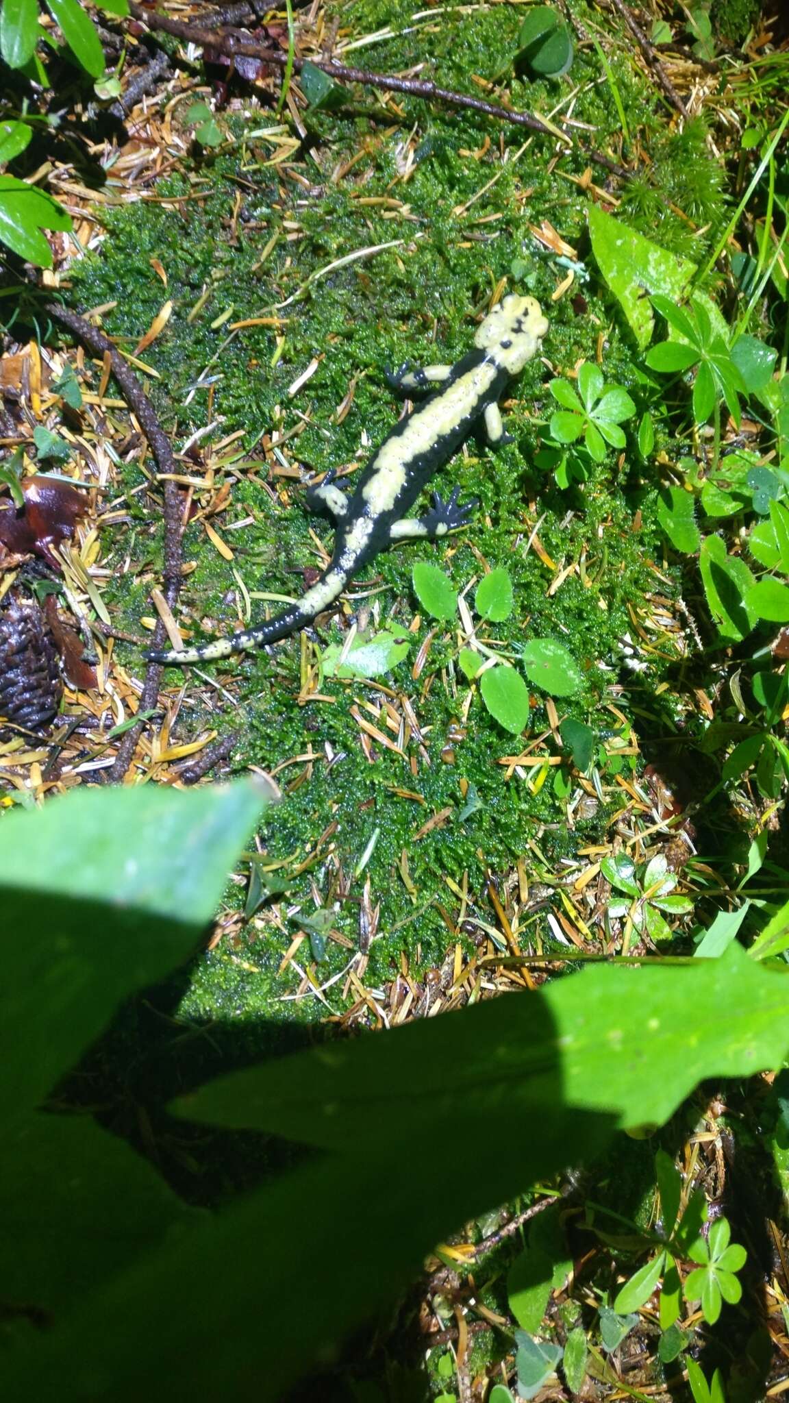 Image of Alpine Salamander