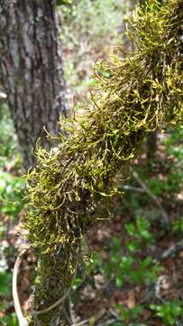 Image of cryphaea moss