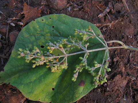 Слика од Aspidopterys cordata (Heyne ex Wall.) A. Juss.