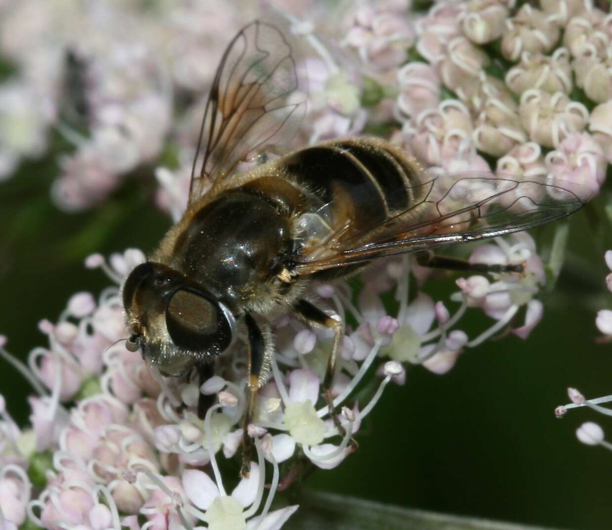 Image of Syrphid fly