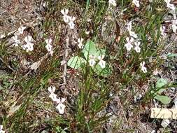 Image de Stylidium calcaratum R. Br.