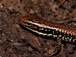 Image of Warm-temperate Water-skink