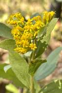 Image of western rough goldenrod