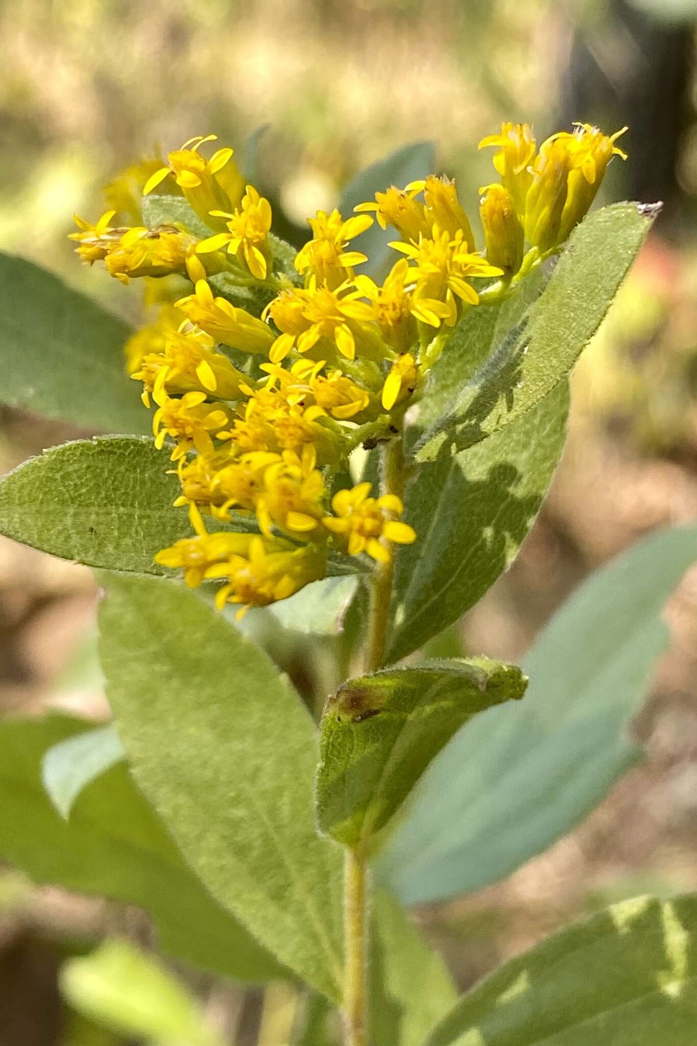 Image of western rough goldenrod