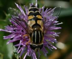 Image of Helophilus trivittatus (Fabricius 1805)