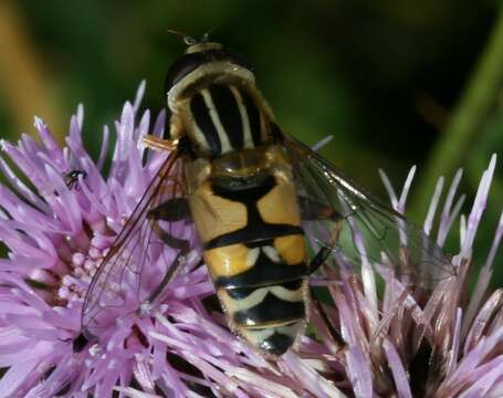 Image of Helophilus trivittatus (Fabricius 1805)