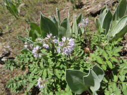 Imagem de Hydrophyllum occidentale (S. Wats.) A. Gray