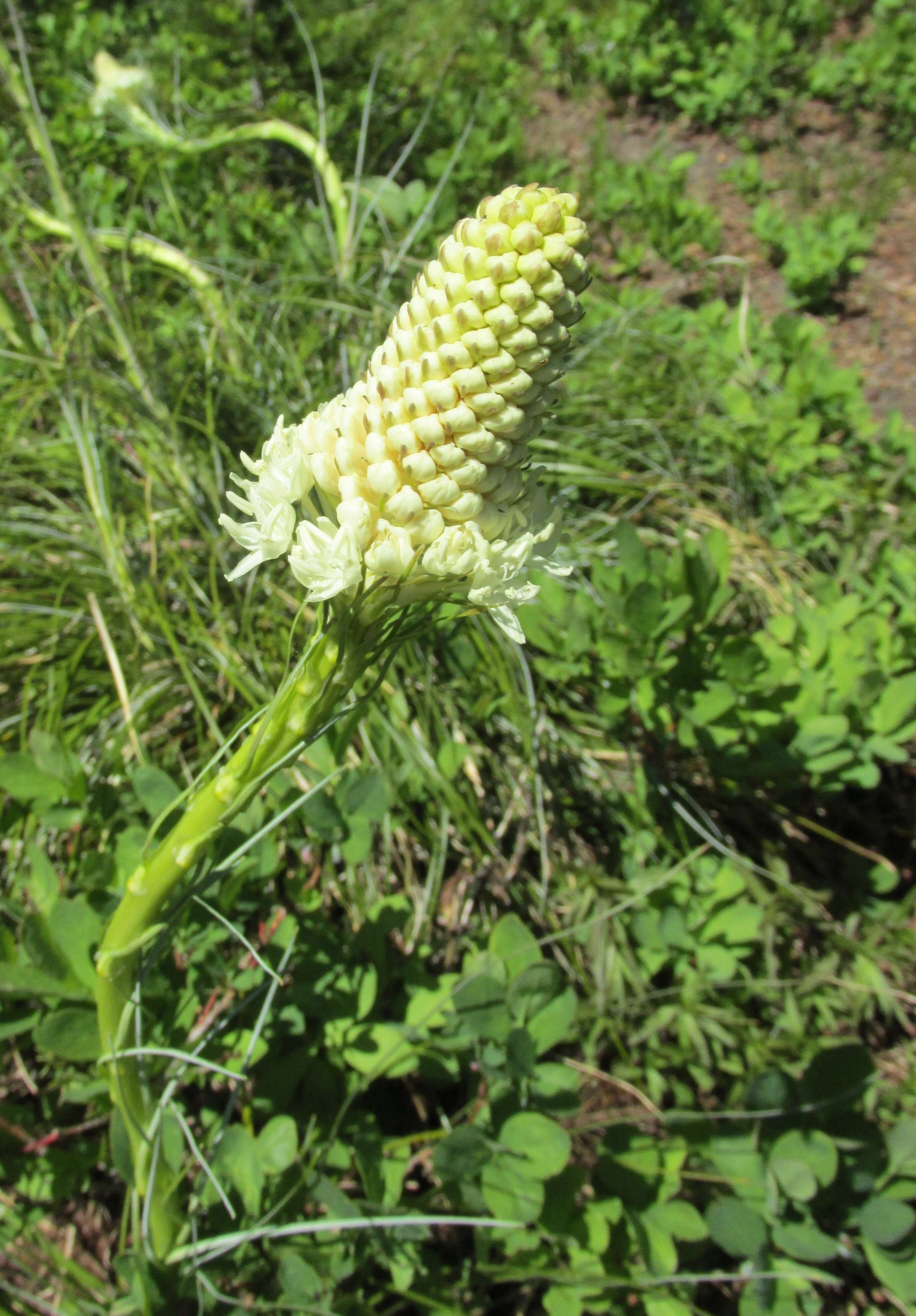 Image of Xerophyllum