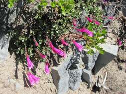 Image of cliff beardtongue