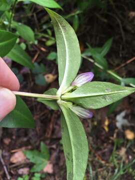 صورة Gentiana clausa Raf.