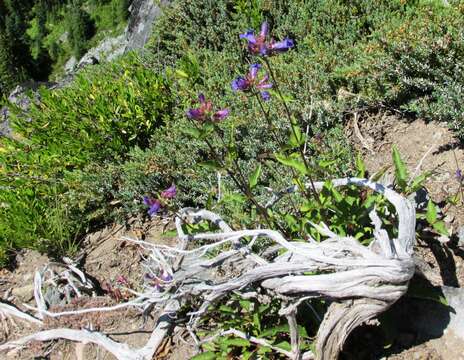 Image of serrulate penstemon