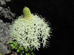 Image of Xerophyllum