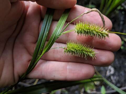 Image of Cyperus Sedge