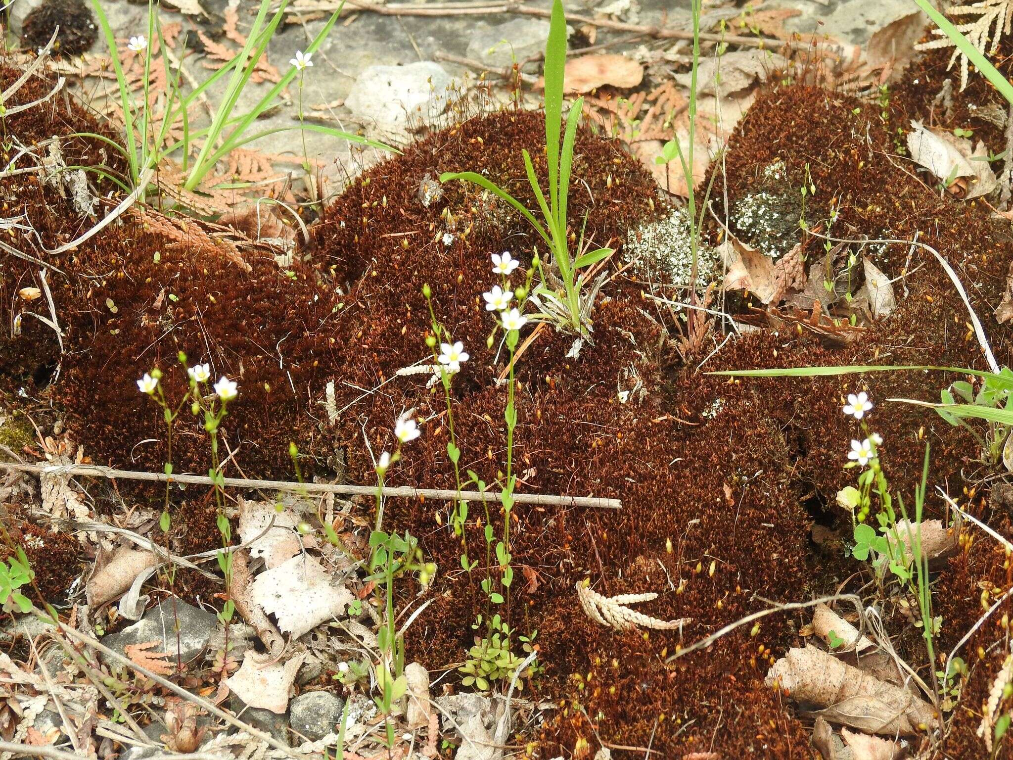 Image of purging flax, fairy flax