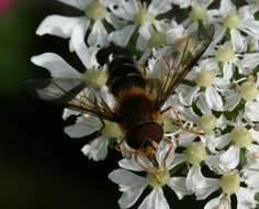 Leucozona glaucia (Linnaeus 1758) resmi