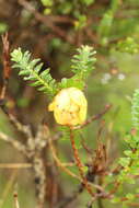 Image de Darwinia collina Gardn.