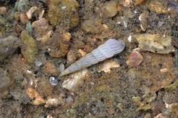 Image of milky pyramidsnail