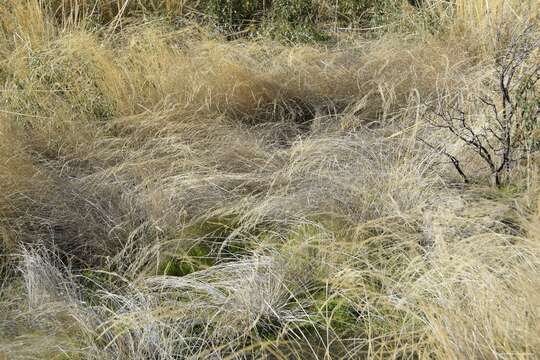 Imagem de Agrostis castellana Boiss. & Reut.