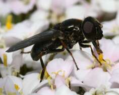 صورة Cheilosia vernalis (Fallen 1817)