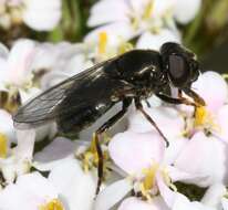 Image of Cheilosia vernalis (Fallen 1817)