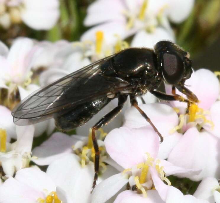 صورة Cheilosia vernalis (Fallen 1817)