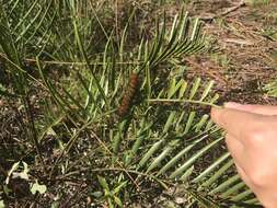 Image of Florida arrowroot