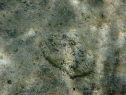 Image of Barbados key-hole limpet