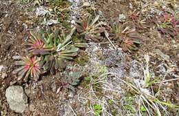 Image of Columbian lewisia