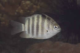 Image of Banded sergeant