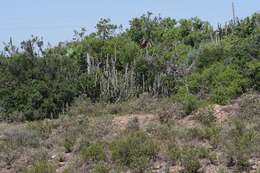 Sivun Euphorbia caerulescens Haw. kuva