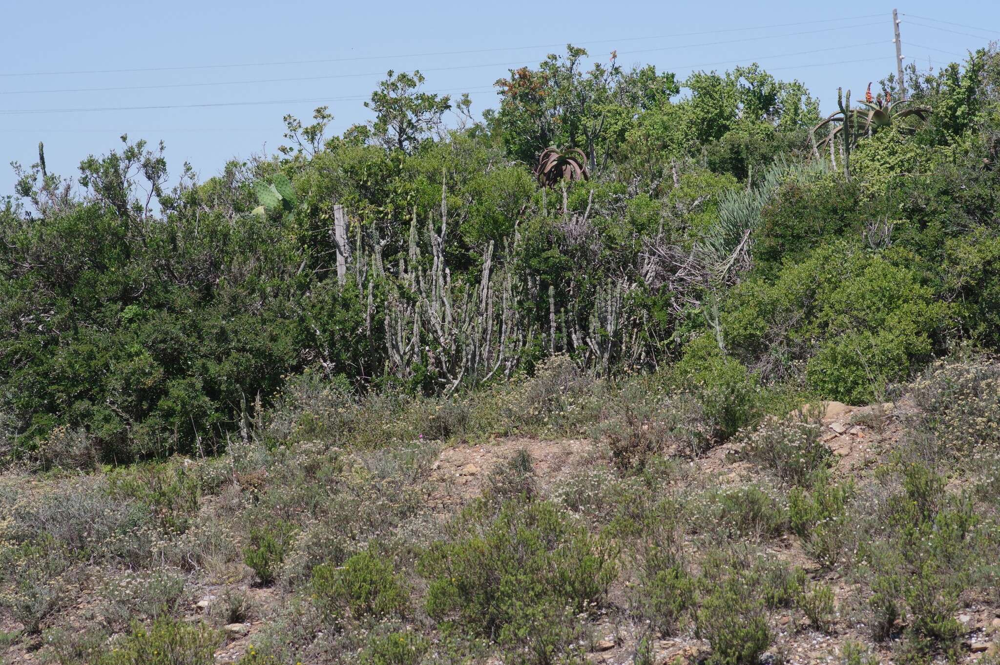 Sivun Euphorbia caerulescens Haw. kuva