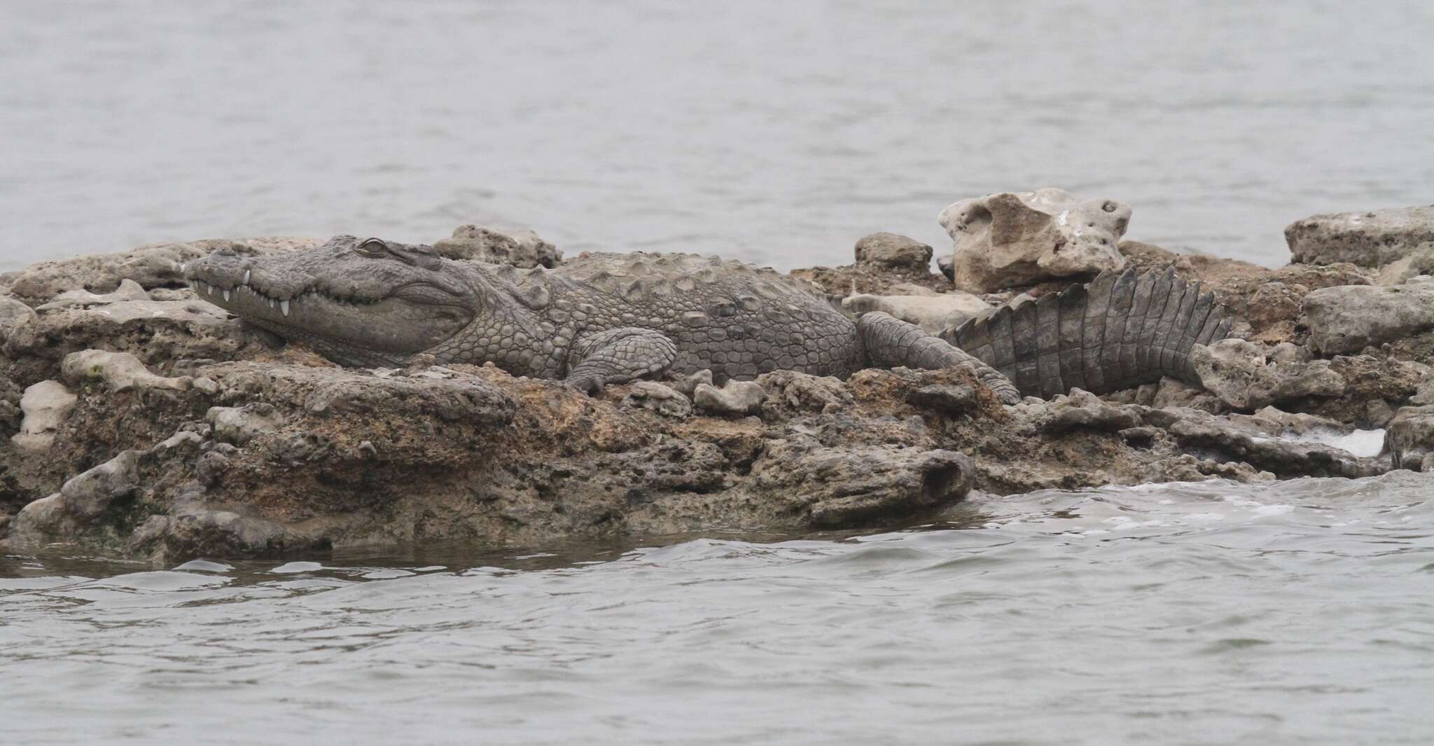 Image of Broad-snouted Crocodile