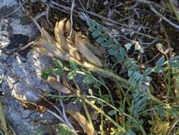 Image of Astragalus incanus subsp. incanus