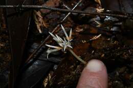 Image of Voyria corymbosa Splitg.