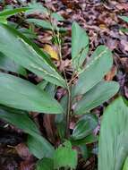 Image of Broad Stalk Grass