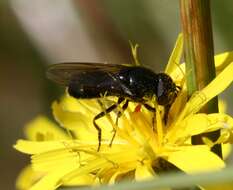 صورة Cheilosia vernalis (Fallen 1817)