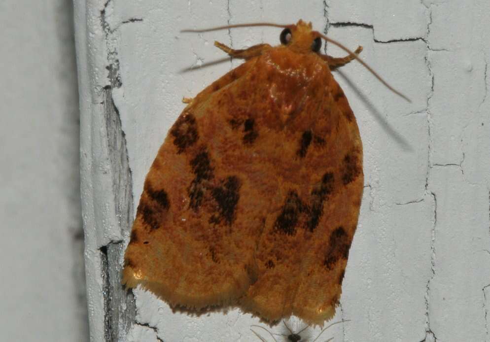 Image of Ugly-nest Caterpillar