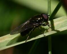 Image of Cheilosia vernalis (Fallen 1817)