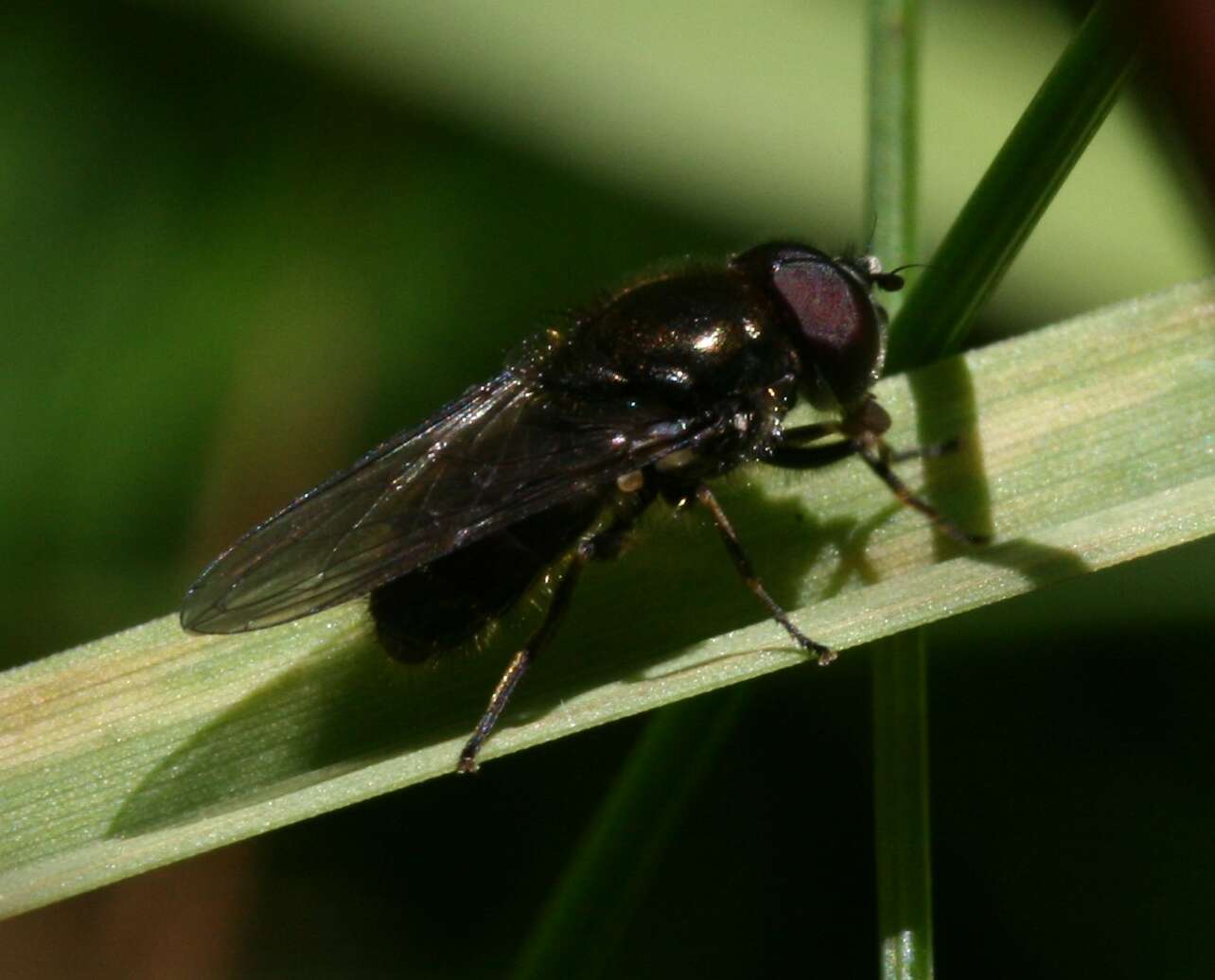 Image of Cheilosia vernalis (Fallen 1817)